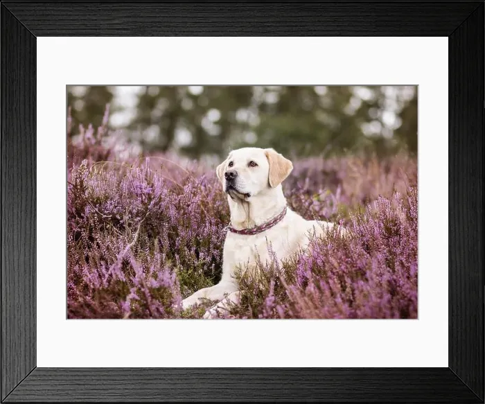 Framed Print : lying Labrador Retriever Framed Print : lying Labrador Retriever