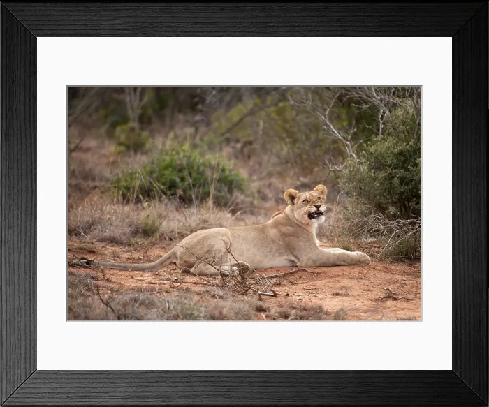 Framed Print : Lion (Panthero leo), Shamwari Game Reserve, Eastern Cape, South Africa Framed Print : Lion (Panthero leo), Shamwari Game Reserve, Eastern Cape, South Africa