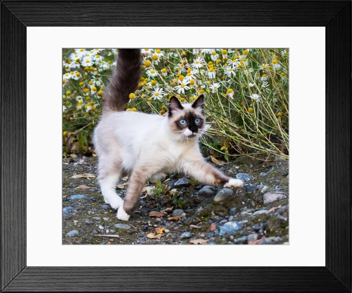 Framed Print : Pretty Kitty playing in daisies Framed Print : Pretty Kitty playing in daisies
