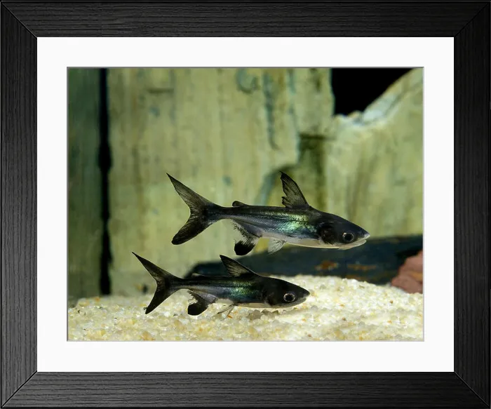 Framed Print : Iridescent Shark Catfish, pangasius hypophthalmus