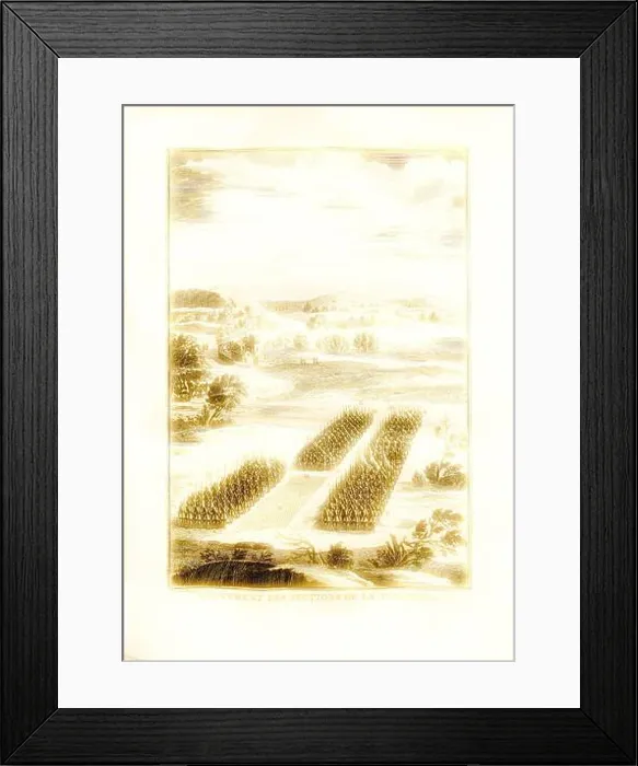 Framed Print : A serene landscape features neatly arranged rows of crops Framed Print : A serene landscape features neatly arranged rows of crops