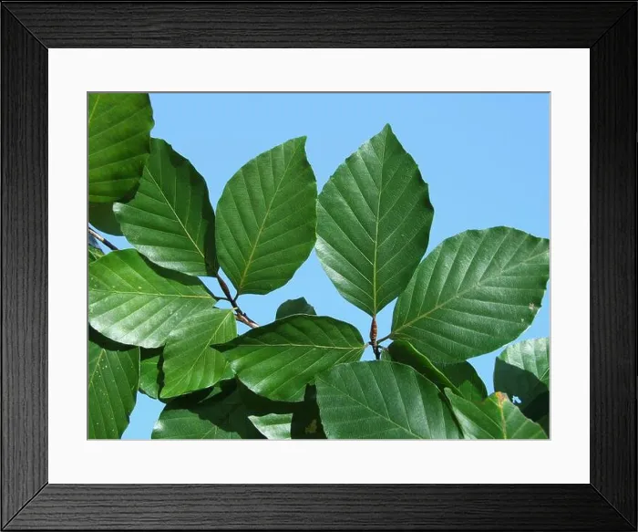 Framed Print : European tree red beech common Deciduous Foliage Framed Print : European tree red beech common Deciduous Foliage