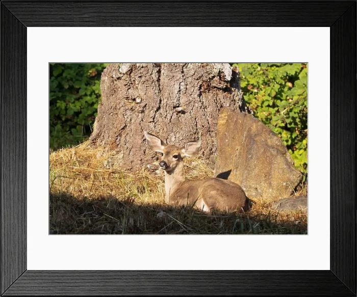 Framed Print : A fawn resting next to a tree in Eugene, Oregon Framed Print : A fawn resting next to a tree in Eugene, Oregon