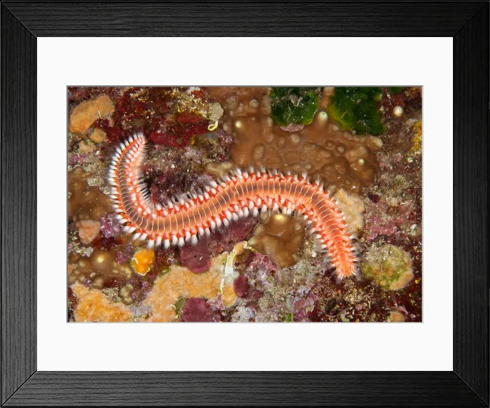 Framed Print : Bearded Fireworm, Hermodice carunculata, Dubrovnik, Adriatic Sea, Croatia Framed Print : Bearded Fireworm, Hermodice carunculata, Dubrovnik, Adriatic Sea, Croatia