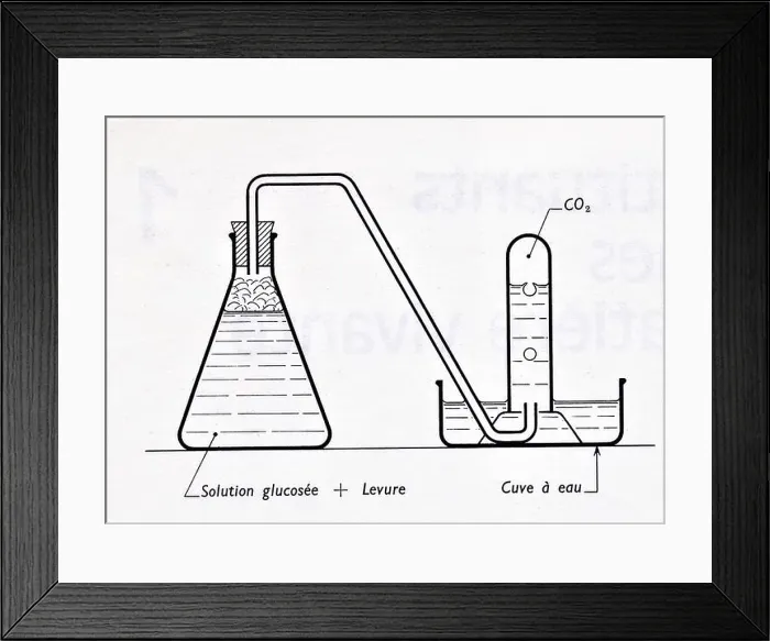 Framed Print : Fermentation alcoolique d'une solution glucosée Framed Print : Fermentation alcoolique d'une solution glucosée