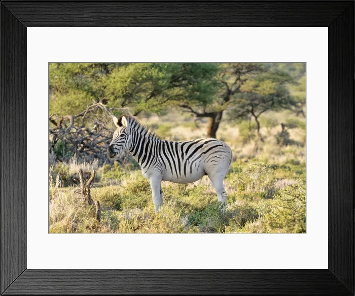 Framed Print : Quagga, Equus quagga quagga. Example of animals in breeding back project to recreate a Quagga from Plains Zebra Framed Print : Quagga, Equus quagga quagga. Example of animals in breeding back project to recreate a Quagga from Plains Zebra