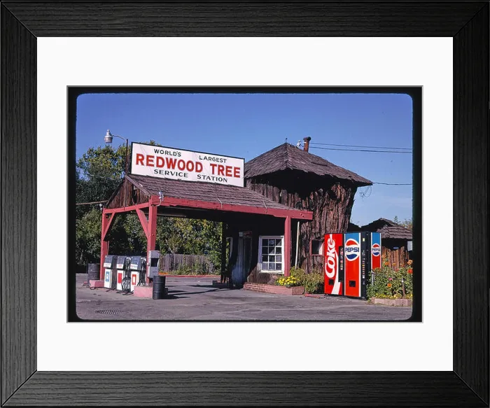 Framed Print : A historical photograph taken in 1936 showing the world's largest redwood tree Framed Print : A historical photograph taken in 1936 showing the world's largest redwood tree