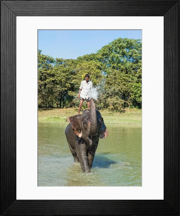 Framed Print : Mahout standing on the back of his Indian elephant (Elephas maximus indicus) and taking a bath in the river Framed Print : Mahout standing on the back of his Indian elephant (Elephas maximus indicus) and taking a bath in the river