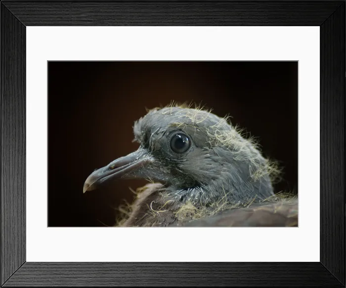Framed Print : Pigeon Fledgling Framed Print : Pigeon Fledgling