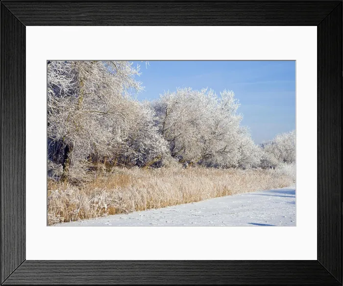 Framed Print : hoarfrost on trees and shrubs and frozen stretch of water, Netherlands, Katwijk Framed Print : hoarfrost on trees and shrubs and frozen stretch of water, Netherlands, Katwijk