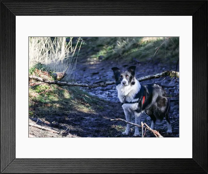 Framed Print : The Border Collie breed dog during a daytime Framed Print : The Border Collie breed dog during a daytime