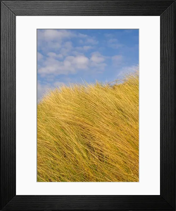 Framed Print : Marram Glass on a beach at Abererch north Wales Framed Print : Marram Glass on a beach at Abererch north Wales