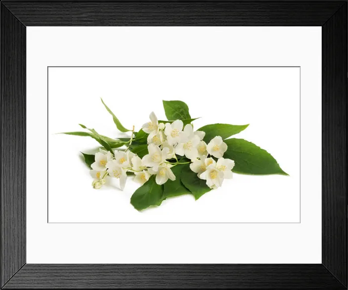 Framed Print : English dogwood flowers isolated on white background Framed Print : English dogwood flowers isolated on white background