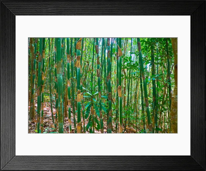 Framed Print : Walk in shady tropical forest among the dense thickets of bamboo, Chaung Tha recreational zone, Myanmar Framed Print : Walk in shady tropical forest among the dense thickets of bamboo, Chaung Tha recreational zone, Myanmar