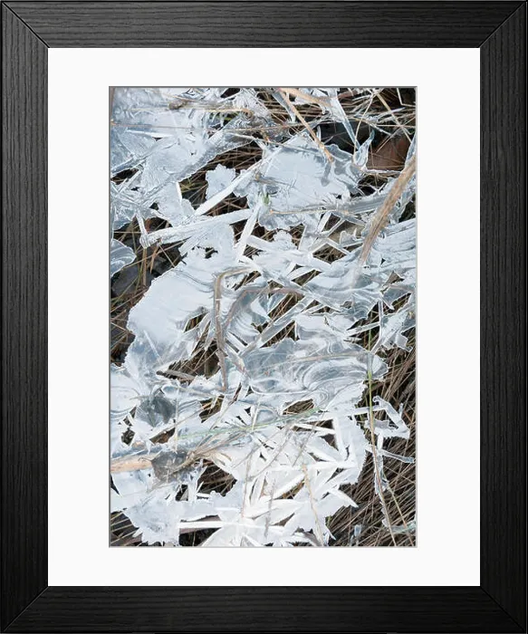 Framed Print : Ice covered grasses on a cold morning Framed Print : Ice covered grasses on a cold morning
