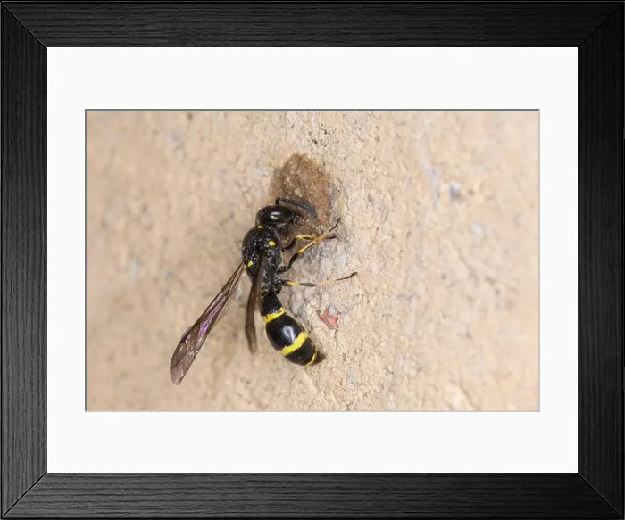 Framed Print : Zweibindige Stängelwespe, Stängelwespe Framed Print : Zweibindige Stängelwespe, Stängelwespe