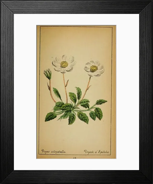 Framed Print : Choix de plantes de l'Europe centrale Framed Print : Choix de plantes de l'Europe centrale