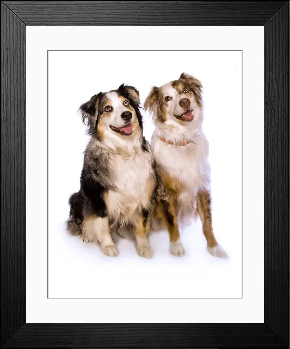 Framed Print : Two Australian Shepherds sitting together isolated on white Framed Print : Two Australian Shepherds sitting together isolated on white