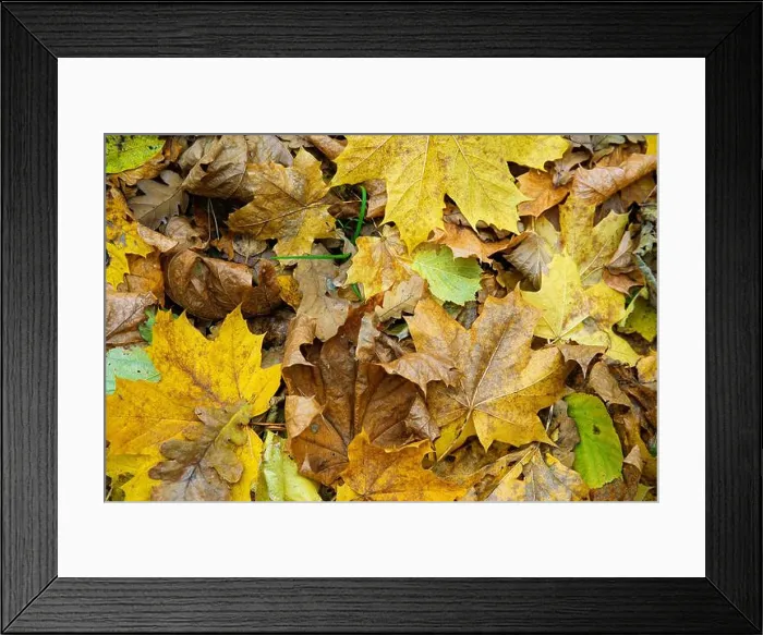 Framed Print : background of yellow fallen leaves close-up