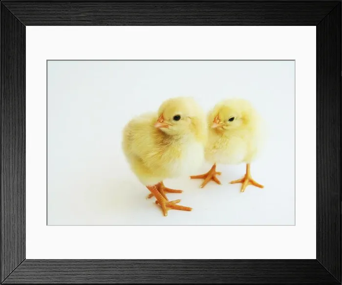 Framed Print : kucken Framed Print : kucken