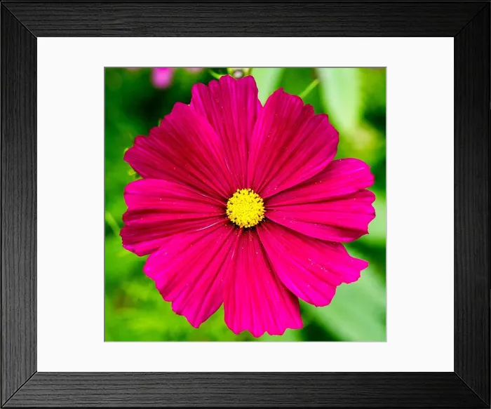 Framed Print : Cosmos bipinnatus Dazzler in bright purple Framed Print : Cosmos bipinnatus Dazzler in bright purple