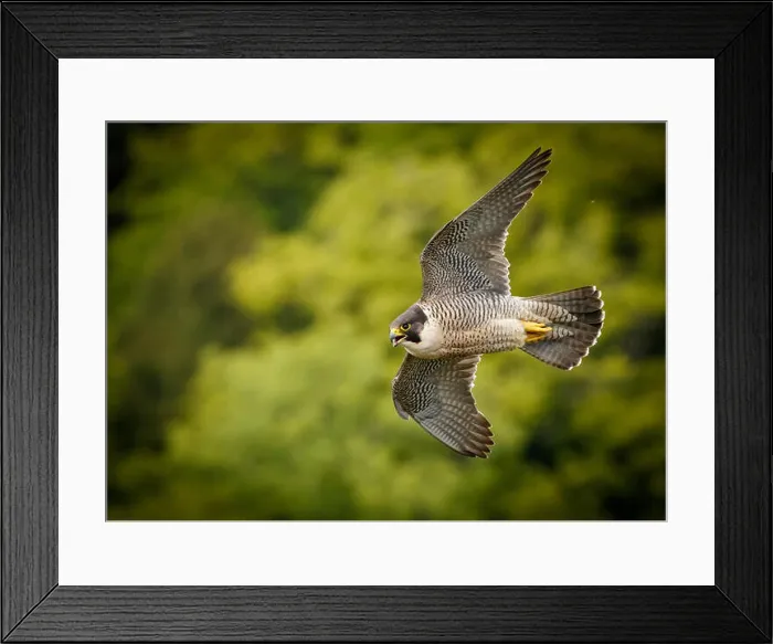 Framed Print : Peregrine Falcon Fly-By Framed Print : Peregrine Falcon Fly-By