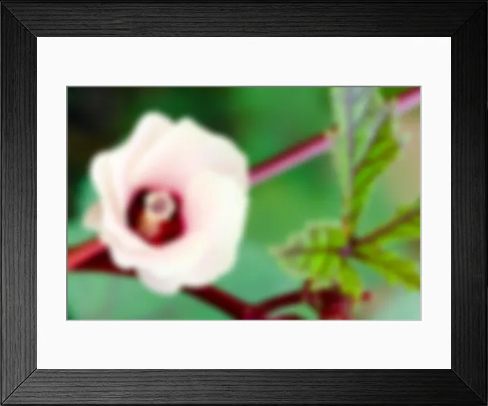 Framed Print : Blur background pink flower of Jamaica Sorrel or Hibiscus sabdariffa in Thailand Framed Print : Blur background pink flower of Jamaica Sorrel or Hibiscus sabdariffa in Thailand
