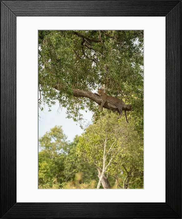 Framed Print : Female leopard (Panthera pardus) Framed Print : Female leopard (Panthera pardus)