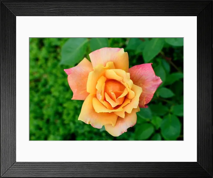 Framed Print : Close up of one delicate vivid orange rose in full bloom and green leaves in a garden in a sunny summer day Framed Print : Close up of one delicate vivid orange rose in full bloom and green leaves in a garden in a sunny summer day