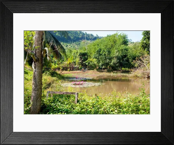 Framed Print : Thailand: A lotus-filled pond at Ban Hat Bia by the Mekong River Framed Print : Thailand: A lotus-filled pond at Ban Hat Bia by the Mekong River