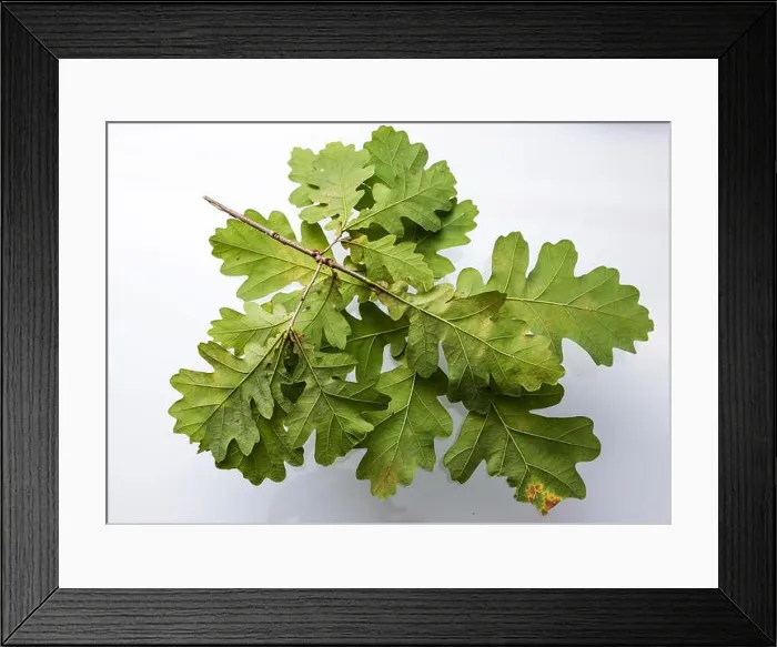 Framed Print : Branch of oak with young green leaves isolated on white background without shadow Framed Print : Branch of oak with young green leaves isolated on white background without shadow