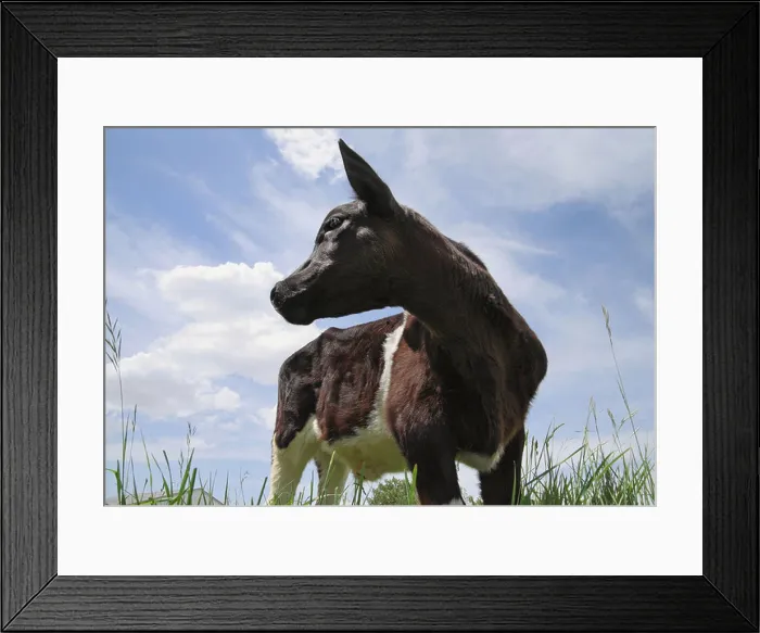 Framed Print : young cow calf standing in field looking up against dramatic cloudy skies in a pasture field Framed Print : young cow calf standing in field looking up against dramatic cloudy skies in a pasture field