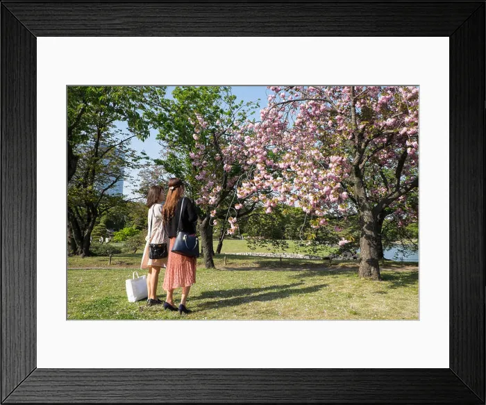 Framed Print : Japan, Honshu Island, Tokyo: young women looking at blooming cherry trees at Hamarikyu Gardens Framed Print : Japan, Honshu Island, Tokyo: young women looking at blooming cherry trees at Hamarikyu Gardens