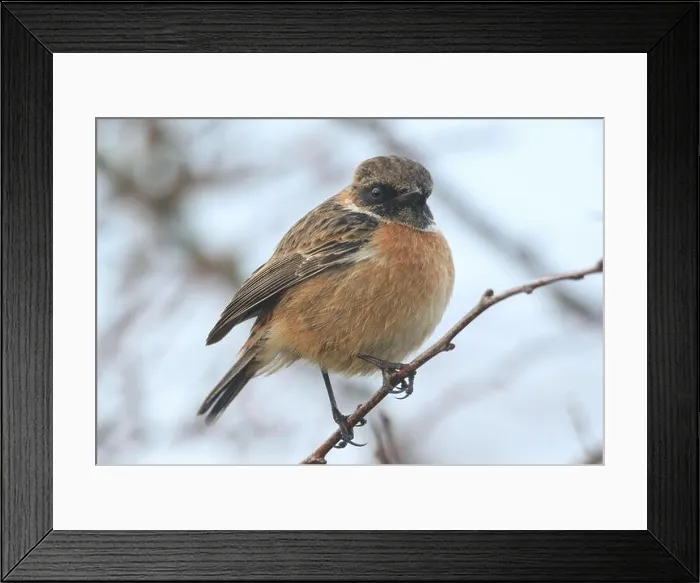 Framed Print : A stunning male Stonechat, Saxicola rubicola, perching on a twig early morning. It is hunting for insects to eat