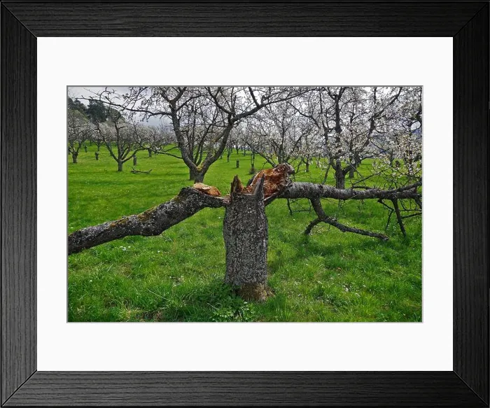 Framed Print : Tree split in two on blooming cherry orchard meadow Framed Print : Tree split in two on blooming cherry orchard meadow