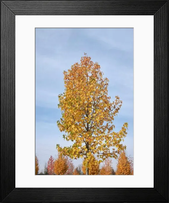 Framed Print : colorful foliage of Liquidambar styraciflua tree in autumn Framed Print : colorful foliage of Liquidambar styraciflua tree in autumn