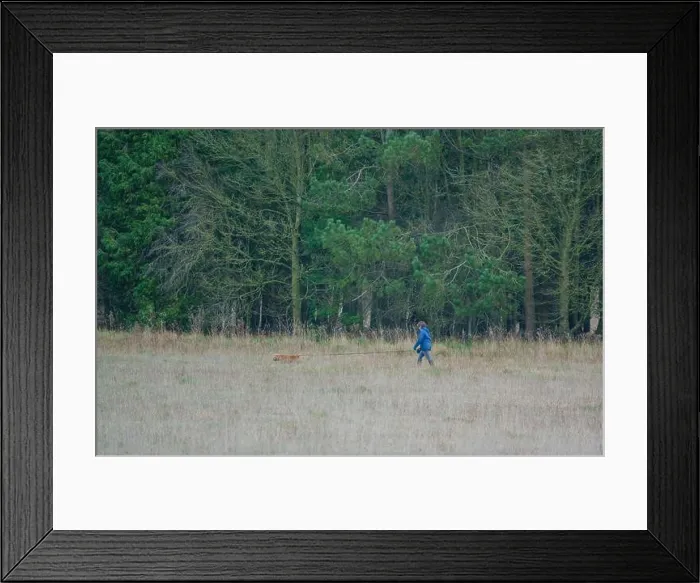 Framed Print : lady in blue jacket and jeans walking her ginger coloured spaniel on a lead in green countryside, tree line backdrop Framed Print : lady in blue jacket and jeans walking her ginger coloured spaniel on a lead in green countryside, tree line backdrop