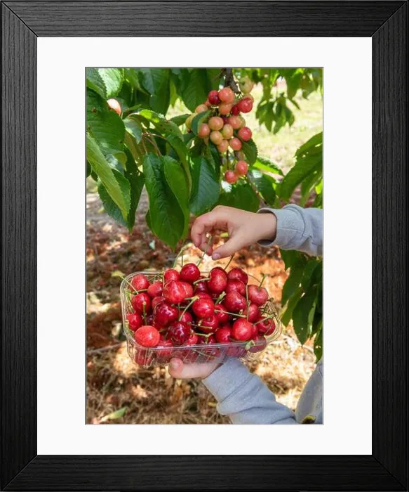 Framed Print : Picking bigarreau cherries Burlat, spring, Pas de Calais, France Framed Print : Picking bigarreau cherries Burlat, spring, Pas de Calais, France