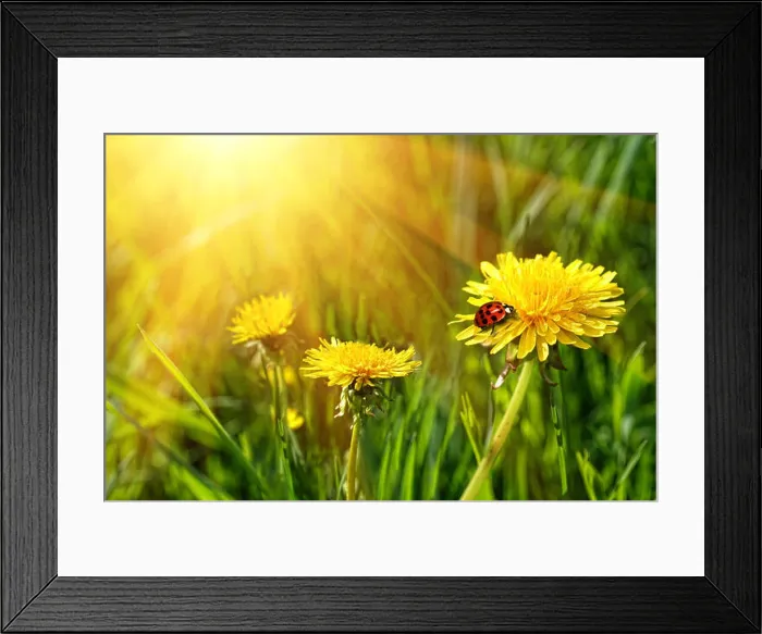 Framed Print : Big yellow dandelions in the tall grass Framed Print : Big yellow dandelions in the tall grass
