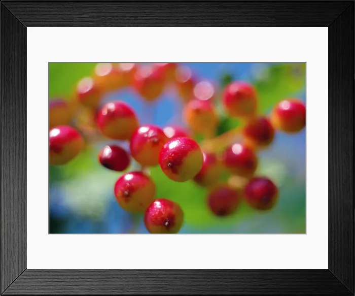 Framed Print : Red berries of viburnum ripen close-up in the summer with a beautiful bokeh Framed Print : Red berries of viburnum ripen close-up in the summer with a beautiful bokeh