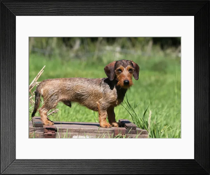 Framed Print : Dog Dachshund / Dackel / Teckel wirehaired adult (color boar) standard profile Framed Print : Dog Dachshund / Dackel / Teckel wirehaired adult (color boar) standard profile