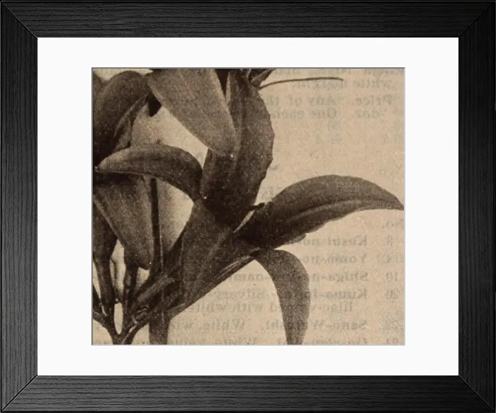 Framed Print : Dreer's wholesale price list / Henry A Framed Print : Dreer's wholesale price list / Henry A