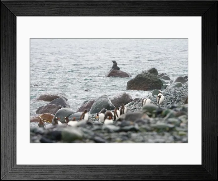 Framed Print : Seal on the rock in Antarctic Framed Print : Seal on the rock in Antarctic