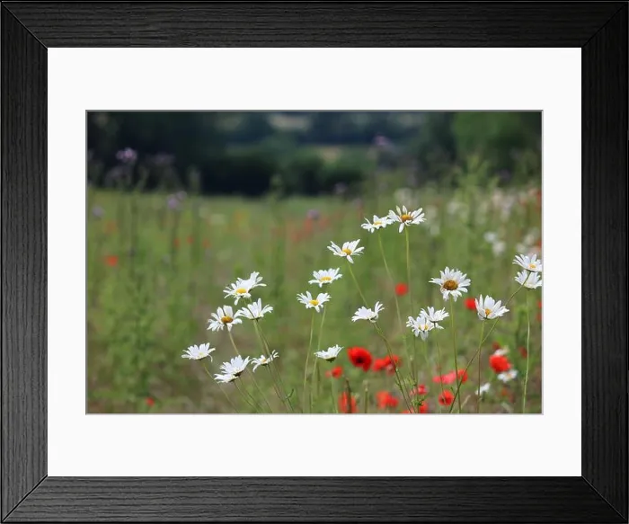 Framed Print : Epsom Downs, Surrey, UK. 05th July, 2021 Framed Print : Epsom Downs, Surrey, UK. 05th July, 2021