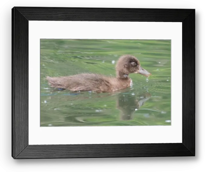 Framed Print : Brown duckling on the River Itchen at Mansbridge Framed Print : Brown duckling on the River Itchen at Mansbridge