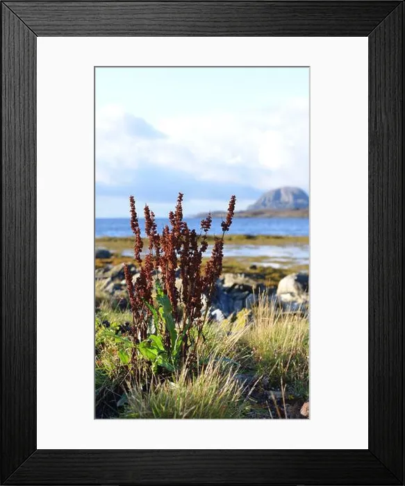 Framed Print : Rumex longifolius, dooryard dock / northern dock, in Brønnøysund, Norway Framed Print : Rumex longifolius, dooryard dock / northern dock, in Brønnøysund, Norway