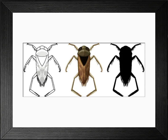 Framed Print : Set of backswimmer beetle in three style