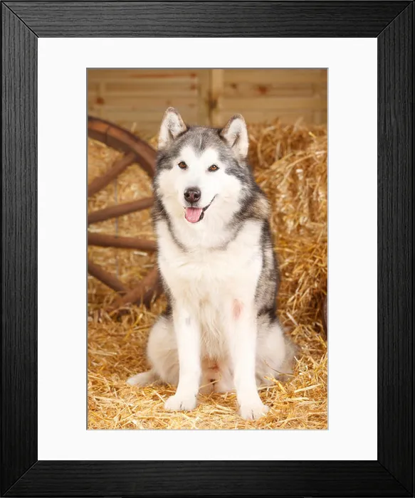 Framed Print : Alaskan Malamute, 11 years old |Alaskan Malamute, Ruede, 11 Jahre alt / alter Hund Framed Print : Alaskan Malamute, 11 years old |Alaskan Malamute, Ruede, 11 Jahre alt / alter Hund
