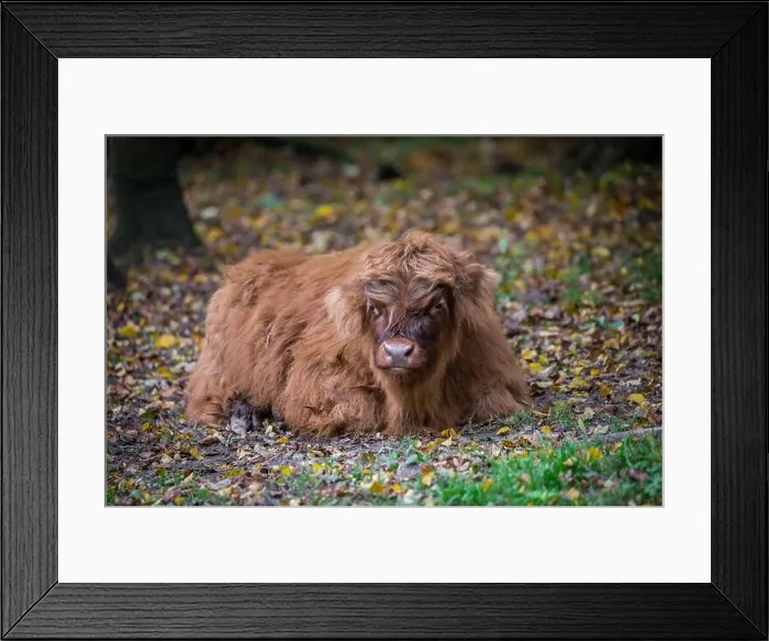 Framed Print : Highland cattle calf Framed Print : Highland cattle calf