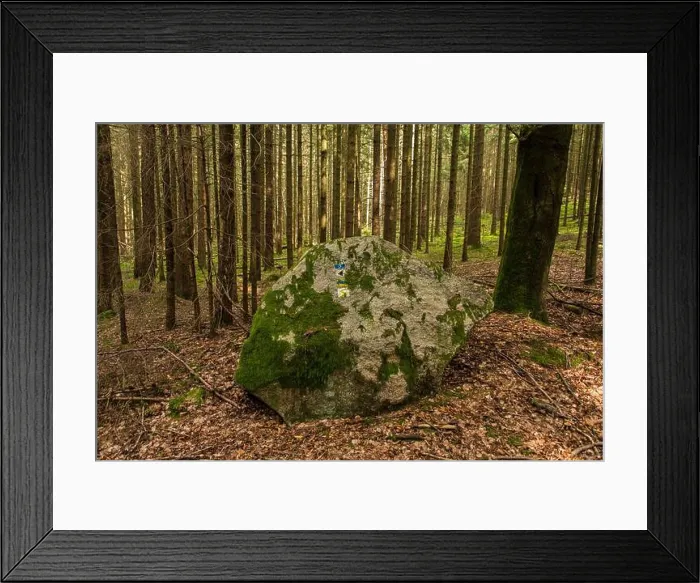 Framed Print : Overgrown and faded: Nature claims back a stone with painted on hiking-trail signs Framed Print : Overgrown and faded: Nature claims back a stone with painted on hiking-trail signs